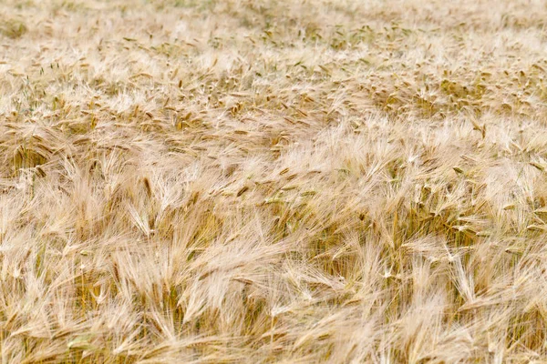 Fältet För Mogen Spannmålen — Stockfoto