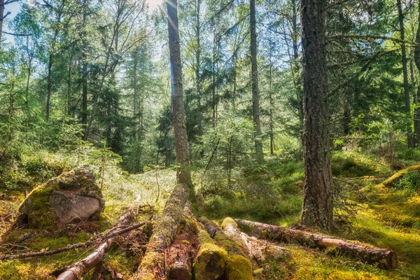 Bosque Natural Alrededor Los Casos Brutos Escocia —  Fotos de Stock