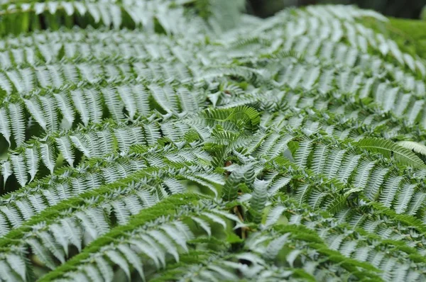 Bosque Helechos Sao Miguel Azores — Foto de Stock