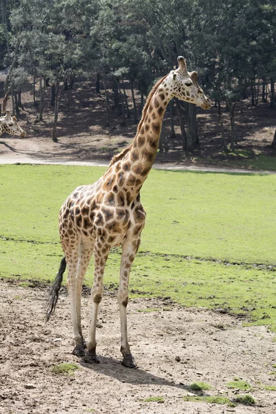 Giraffe Walking Open Field Trees Background — Stock Photo, Image