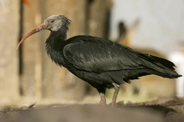 Risk För Utrotning Waldrapp Vidtas Uppfödningen Inneslutning Naturen Vild Park — Stockfoto