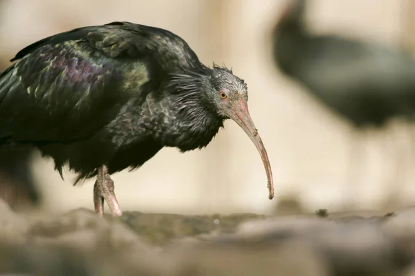 Peligro Extinción Waldrapp Tomada Recinto Cría Naturaleza Parque Salvaje Freisen —  Fotos de Stock