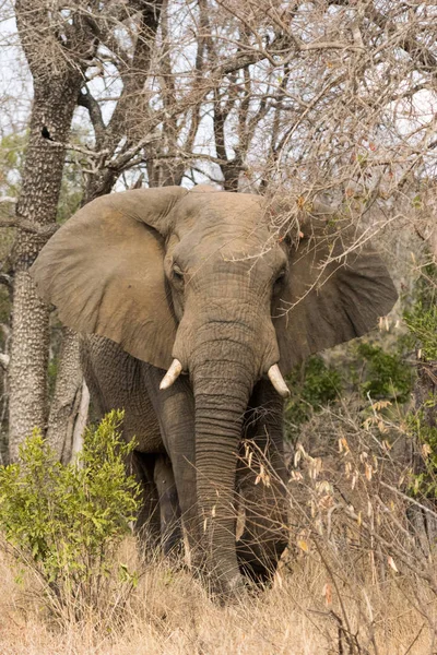 Animal Elefante Africano Mamífero Grande — Fotografia de Stock