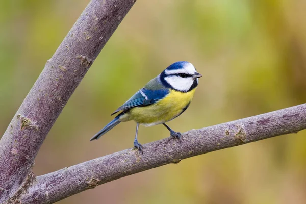 Blaumeise Sitzt Auf Einem Ast Blaumeise Sitzt Auf Einem Ast — Stockfoto