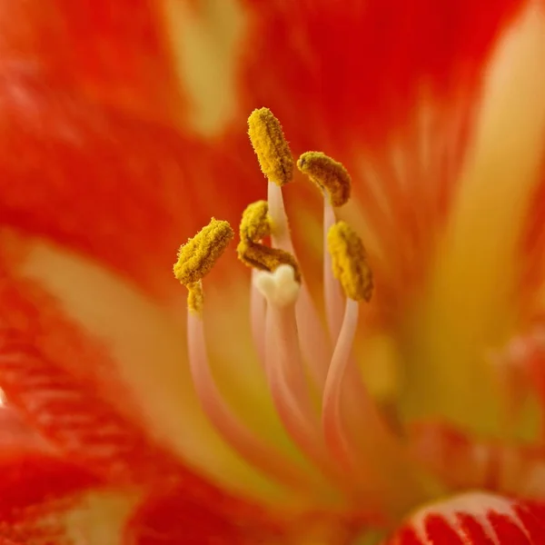 Petali Fiori Amarillide Fiori Flora — Foto Stock