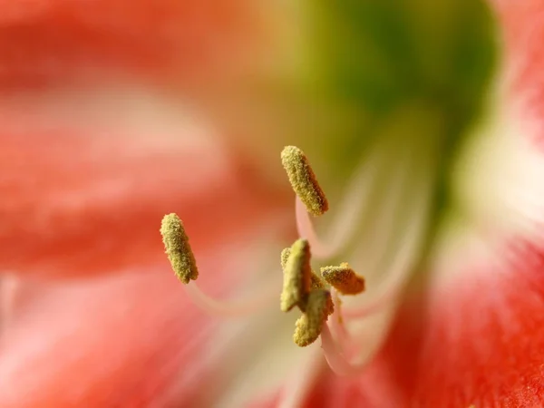 Petali Fiori Amarilli Flora — Foto Stock