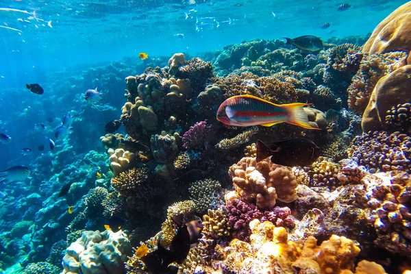 红海珊瑚礁与硬珊瑚 鱼类和晴朗的天空照耀着我们干净的水 水下照片 — 图库照片