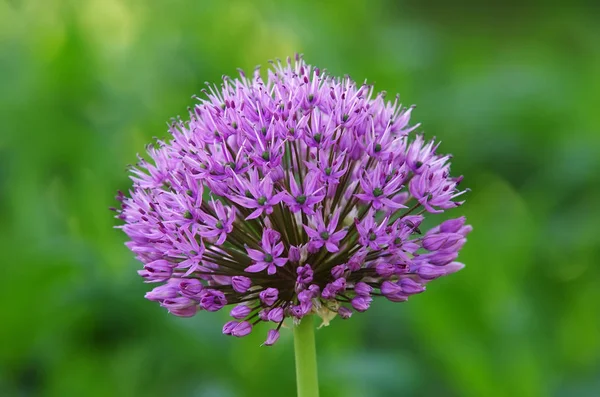 Vackra Blommor Blommigt Koncept Natur Bakgrund — Stockfoto