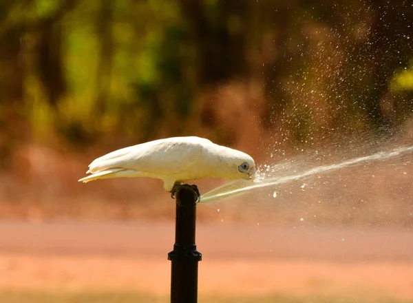 Perroquet Meurt Soif Arrosage — Photo