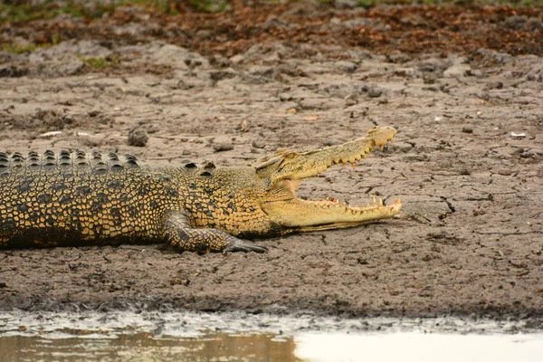 Krokodyl Dopływie Rzeki Południowy Aligator — Zdjęcie stockowe