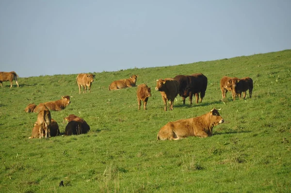Органічні Молочні Корови Пасовищі — стокове фото