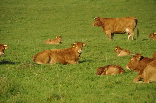Βιολογικές Αγελάδες Γαλακτοπαραγωγής Στο Βοσκότοπο — Φωτογραφία Αρχείου