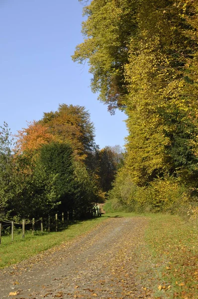 Cores Outono Árvores Caducas — Fotografia de Stock