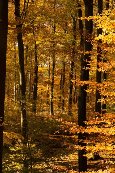 Ярко Окрашенные Листья Лесу — стоковое фото
