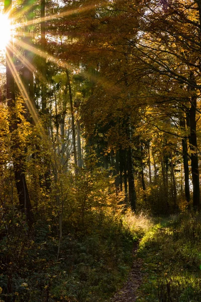 Bosque Otoño Hojas Follaje Temporada Otoño —  Fotos de Stock