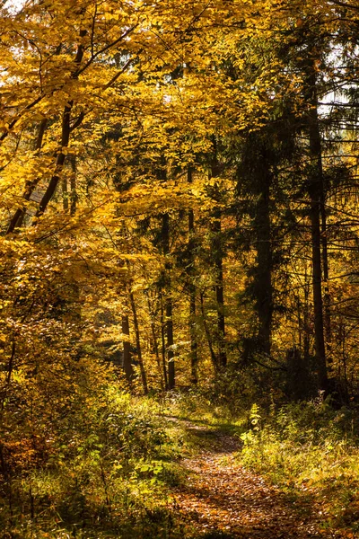 Φθινοπωρινό Δάσος Φύλλα Φθινοπωρινής Περιόδου — Φωτογραφία Αρχείου