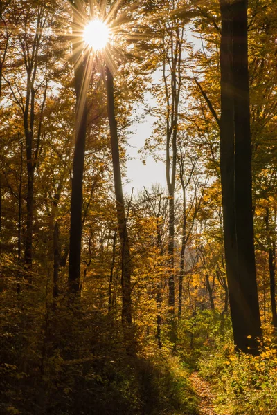 秋天的森林 秋天的树叶 — 图库照片