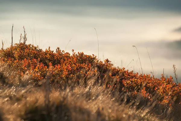 Vista Pittoresca Della Scena Della Natura — Foto Stock