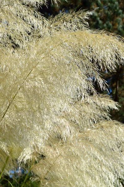 Golden Pampas Grass Swaying Breeze — Stock Photo, Image