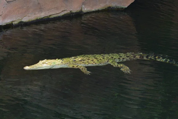 Krokodil Gevaarlijk Reptiel Dier — Stockfoto