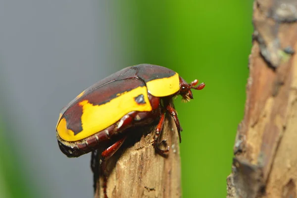 野生の自然界での虫の接近 — ストック写真