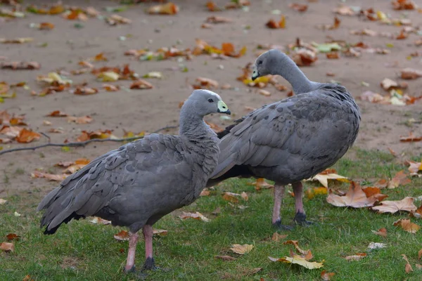 Vue Panoramique Sur Les Oiseaux Oies Nature — Photo