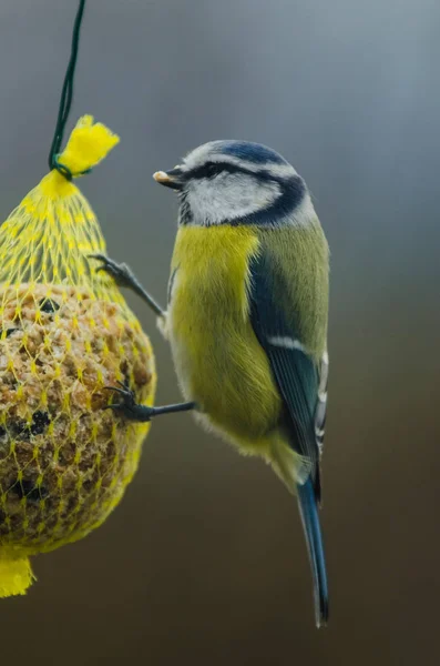 Scenic View Beautiful Bird Nature — Stock Photo, Image