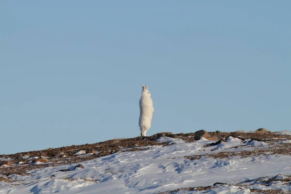 Schneehase All Attenzione Greenland — Foto Stock