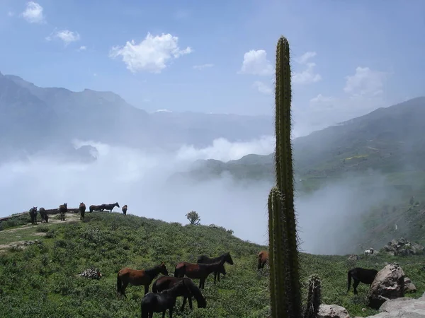 Kaktusy Konie Nad Kanionem Colca Peru — Zdjęcie stockowe