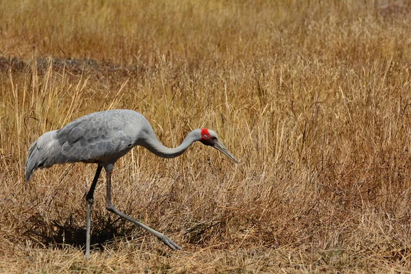 Brolga Bekend Als Australische Kraan — Stockfoto