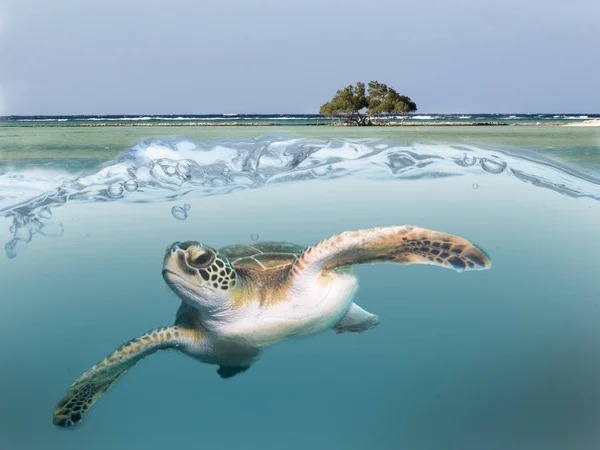 Tartaruga Marinha Nadando Água — Fotografia de Stock