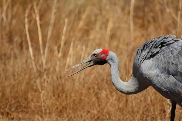 Brolga Znana Jako Żuraw Australijski — Zdjęcie stockowe