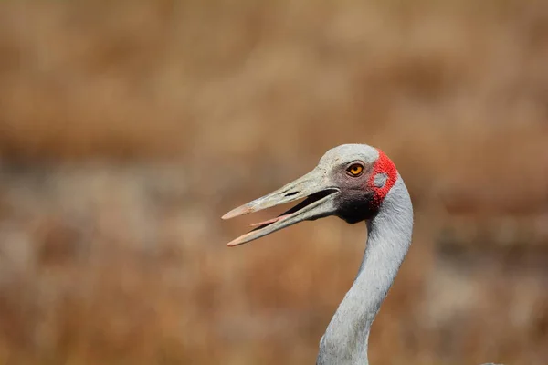 Brolga Conocida Como Grúa Australiana — Foto de Stock