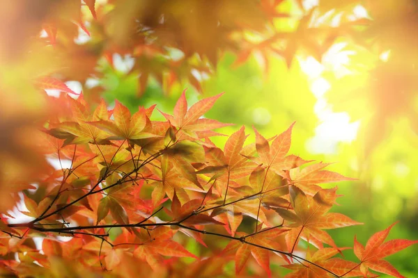 Maple Leaves Spring — Stock Photo, Image