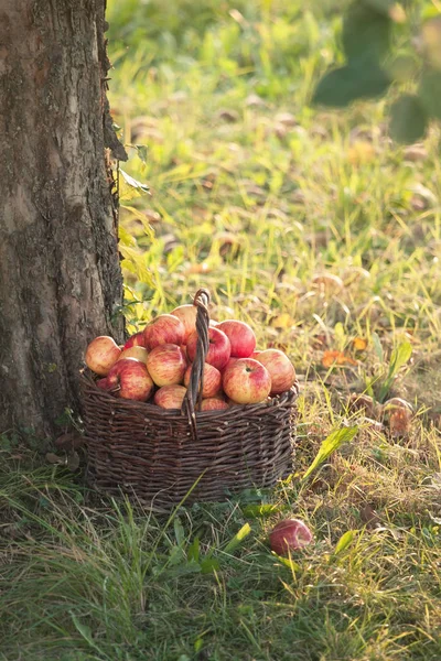 Cosechar Manzanas Jardín — Foto de Stock