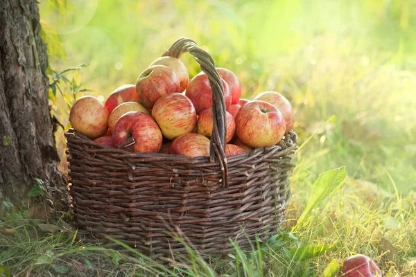 Manzanas Ecológicas Una Cesta — Foto de Stock