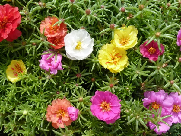 Portulaca Grandiflora Printemps — Photo