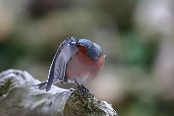 Schilderachtig Uitzicht Van Mooie Schattige Vink Vogel — Stockfoto