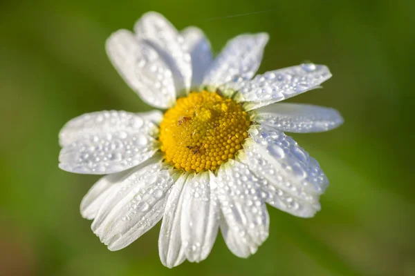 Vista Panorámica Hermosas Flores Marguerita — Foto de Stock