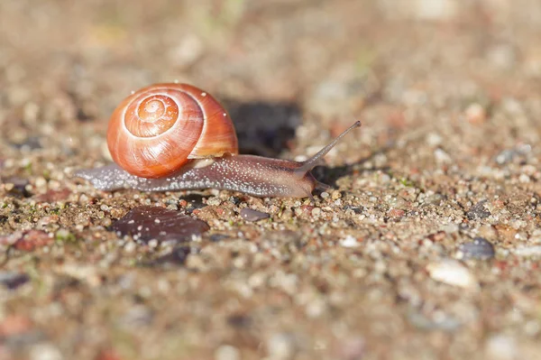 Grove Snail Crawling Sand Macro Shot — Stock Photo, Image