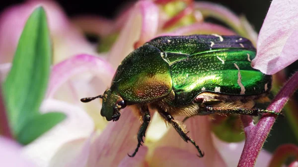 gold shiny rose beetle on columbine blossoms