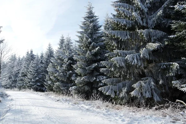 Invierno Harz —  Fotos de Stock