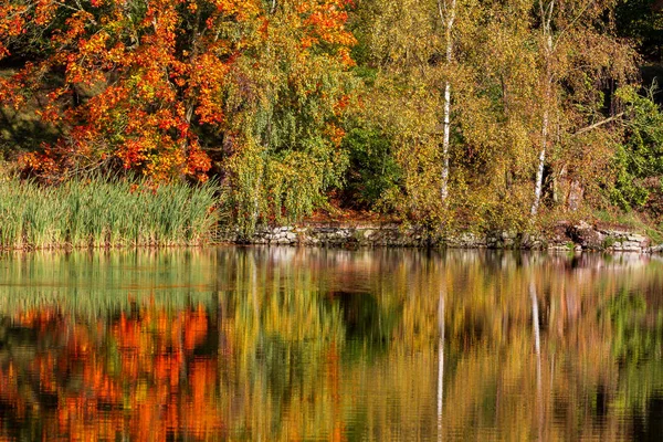 Прекрасне Барвисте Осіннє Листя — стокове фото