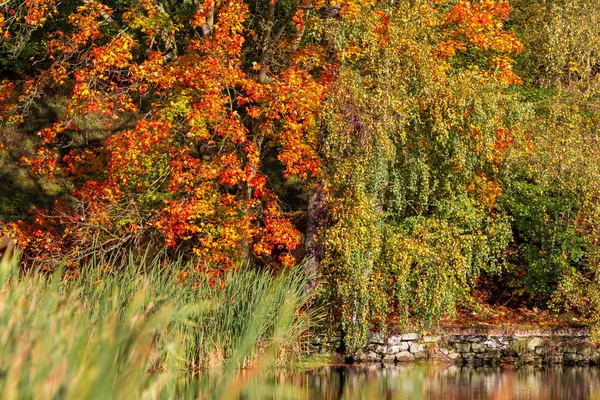 Herfst Kleuren Herfst Seizoen Gebladerte — Stockfoto