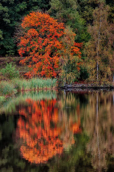 Roter Ahorn Herbst Wasser — Stockfoto