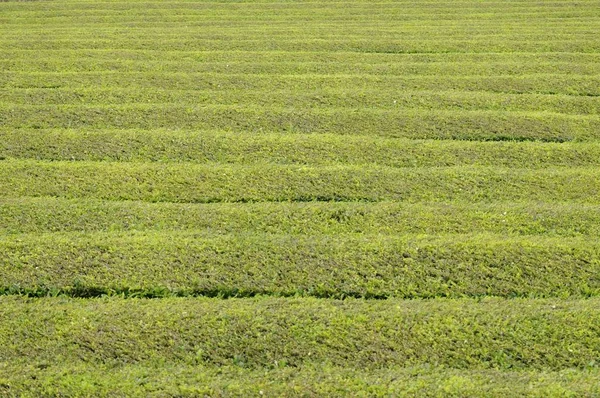 Teefelder Sao Miguel Azoren — Foto de Stock