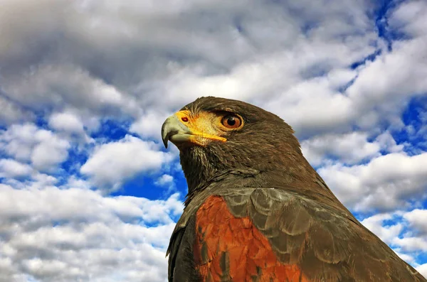 Vista Panorâmica Majestoso Predador Buzzard — Fotografia de Stock