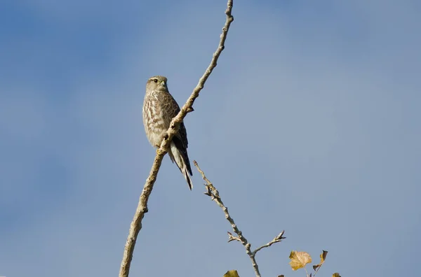 Faucon Émerillon Perché Dans Arbre Automne — Photo