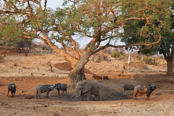 Kruger Ulusal Parkı Ndaki Fil Güney Afrika — Stok fotoğraf