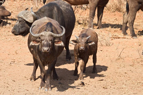 Buffalo Animaux Herbivores Faune — Photo